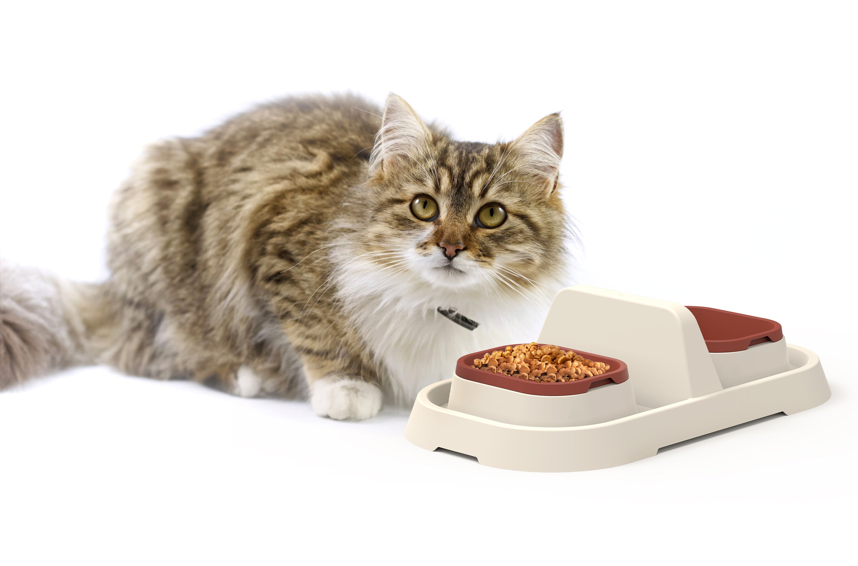 MamaPetz  Lull Diner Feeding Bowl